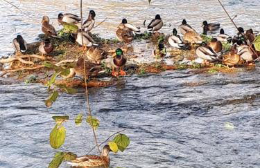 The Olive Garden - Foto 39