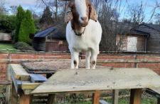 Blashford Manor Farmhouse Holiday Cottage - The Shire Cottage - Foto 8