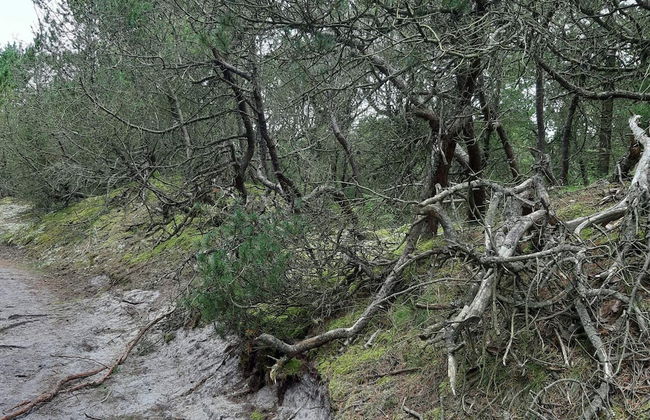 Holiday Home in Nørre Nebel - Foto 13