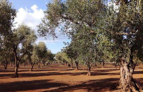 Agriturismo Torrevecchia - Foto 46