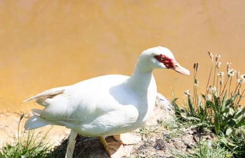 Saffron Lodge, 24 Roadford Lake Lodges - Foto 28