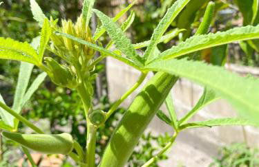 Aldeia Corumbau - Photo 63