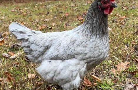 Luxurious Mountain Retreat with Hot Tub Jacuzzi Suite & Wood-Burning Fireplace - 10 Min to Boone - Foto 32