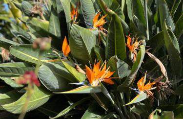 La Paredita Casa Guimar - Foto 13