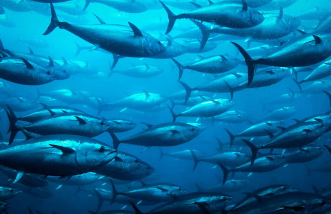 Nadar com atuns em L'Ametlla de Mar - Foto 4
