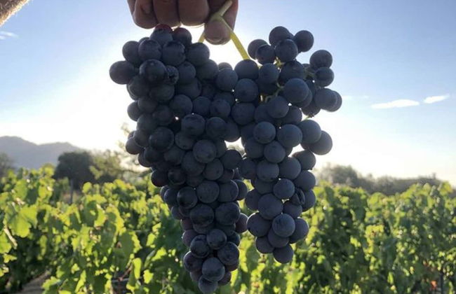 Visita à vinícola Locanda Murales com degustação - Foto 3