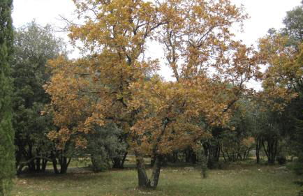 Sous les chênes - Photo 17