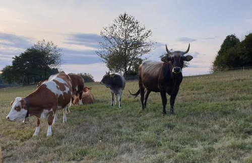 Ferienwohnung am Südhang - Photo 4