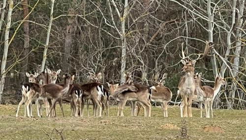Ferienwohnungen zum Dubener Kuckuck - Foto 5