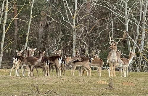 Ferienwohnungen zum Dubener Kuckuck - Foto 5
