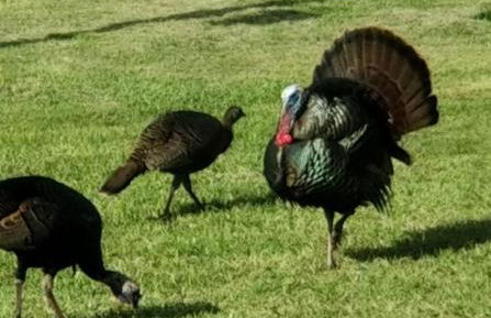 The Sunflower Studio Cottage - Foto 23