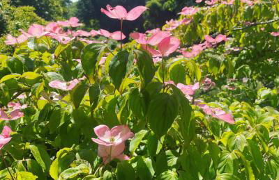 Winstitchen Cottage situated near the River Barle - Foto 51