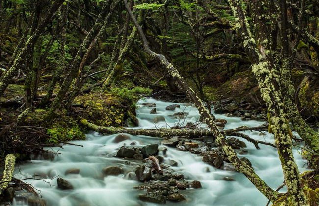 Excursion au Lac del Desierto + Trek sur le glacier Vespignani - Photo 4