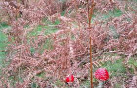 Anikunborda - Foto 26