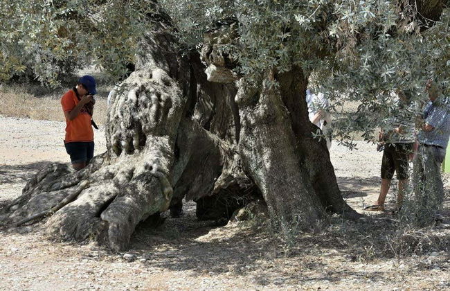 Tour in Ulldecona - Photo 4