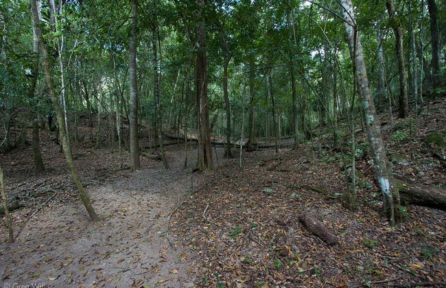 El Mirador & El Tintal: 5 Day Hiking Tour - Foto 1