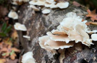 Enchanted Hollow- Cozy, Romantic Woodland Getaway - Photo 39