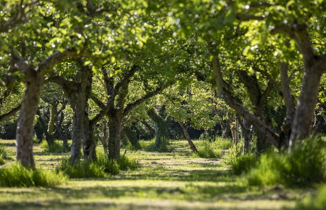 Dragon Orchard Retreat - Photo 41