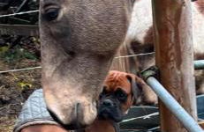 Forsthäuschen am Ponyhof - Foto 9