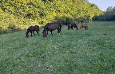 Etzauer Mühle im Taunus, Suite - Foto 12