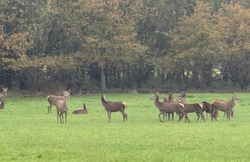 The Nook at Norton 1-Bed, Sleeps 4, Parking, WiFi, Contractors - Photo 37