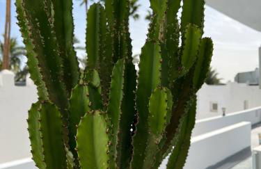 Las Palmeras del Sol - Photo 28