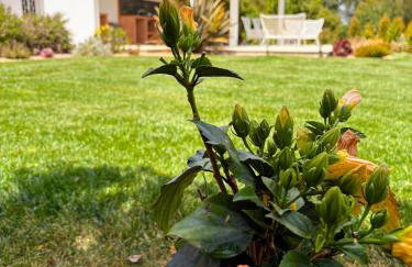 Quinta Vale da Paz - Foto 80