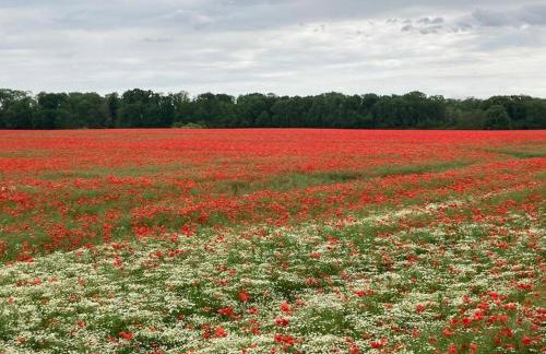 Ferienhaushälfte Jabelscher See - Photo 17