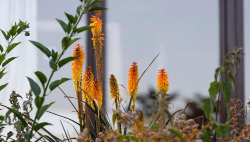 Kingsley Lake View & Paddocks - A group retreat with hot tub, sports bars & spectacular lake views in the Mendip Hills AONB - Foto 5, Garden