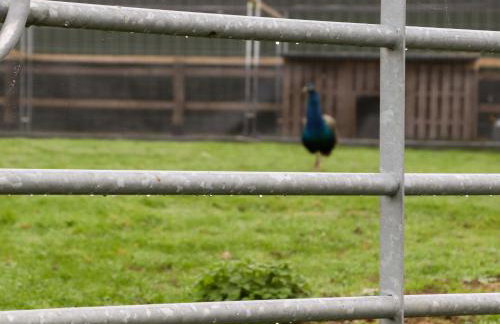 Bee Cottage - Foto 26