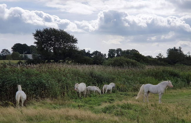 10 Person Holiday Home in Nordborg-by Traum - Foto 21