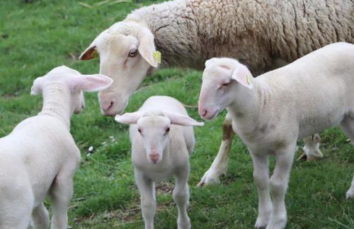 Maison indépendante avec vue exceptionnelle au Pays d'Auge - FR-1-497-259 - Foto 13