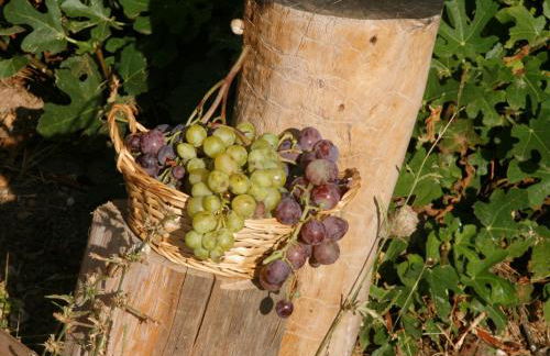 Hort de L'Aubert - Foto 37