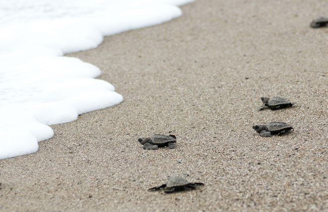 Liberazione di tartarughe nella spiaggia di Colotepec - Foto 1