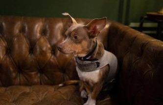 NEW Slytherin Studio - Dogs OK - Foto 21