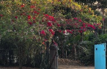 Sítio Espatódea - Foto 7