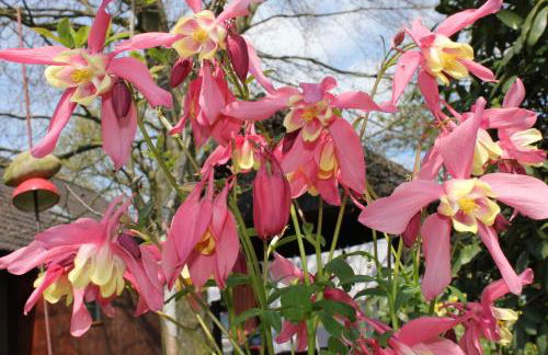 Gartentraum - Foto 35