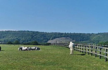 Aspen Leaves: The perfect farm retreat - Foto 31