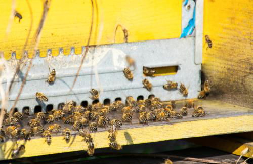 8 Grappoli Agritur - Foto 76