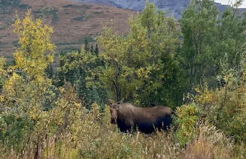 Northern Lights from Hot Tub, Denali National Park - Photo 45