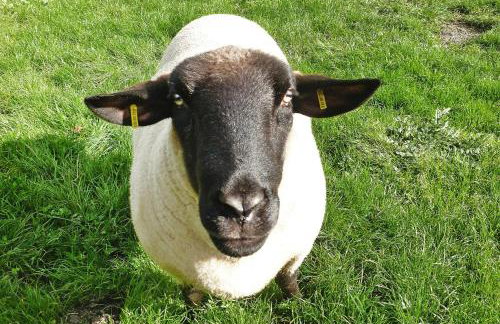 Appartement Landhaus Markus, Suderschwei - Foto 30