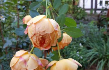 Lieblingsplatz - Foto 21