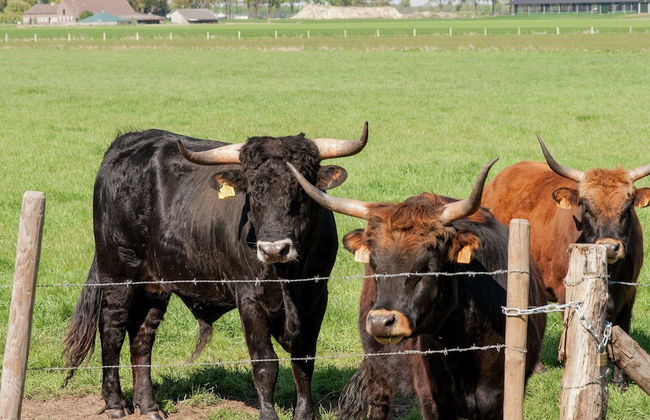 Pet-friendly Getaway - Photo 37