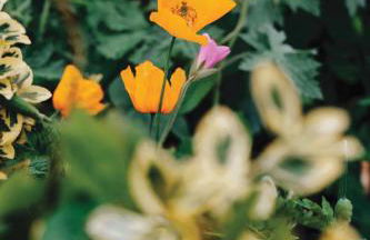 Welsh Cottage - Foto 37