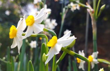 Olive Lemon Biophilic House & Lush Forest Garden - Foto 38