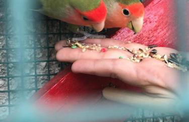 El Majuelo 2 - Foto 36