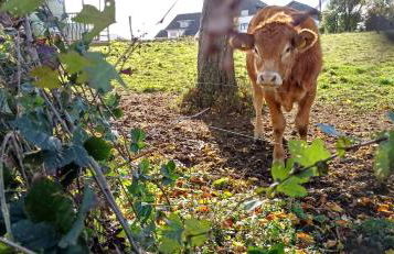Waldzauber Appartement Dtv geprüft - Foto 48