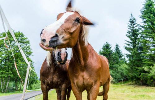 Residence Cavanis Wellness & Spa - Photo 19