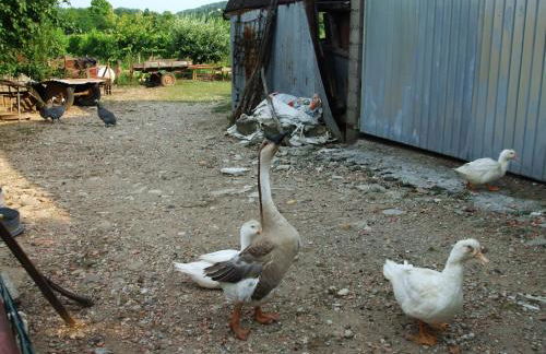 Agriturismo Nuvolino - Foto 18