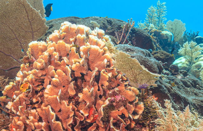 Baptême de plongée à Puerto Morelos - Photo 1